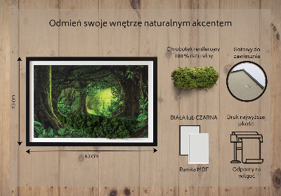 Moha kép Trópusi dzsungel