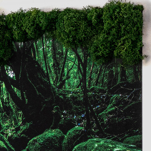 Élő moha kép Folyó az erdő közepén