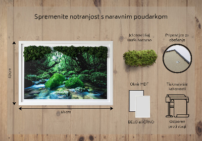Élő moha kép Folyó az erdő közepén