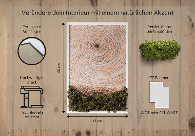 Élő moha kép Faerezet