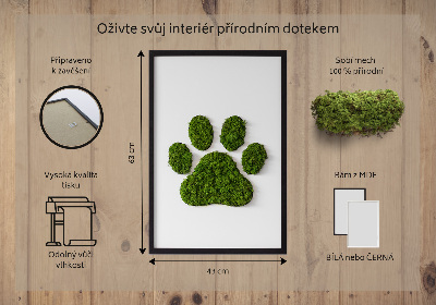 Fali moha kép Mancsnyom