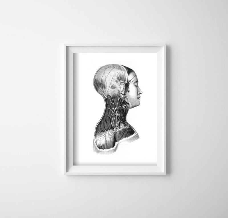 Plakát Anatómiai nyomatok a nyaki izomra