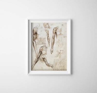 Plakát Felső végtag izmok da vinci