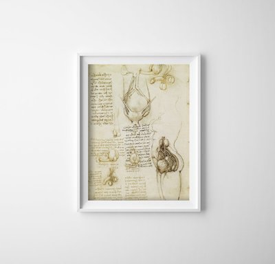 Plakát Da vinci nyomtatás férfi és női reproduktív rendszer