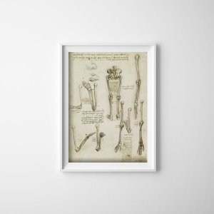 Plakát Anatómiai da vinci csontok