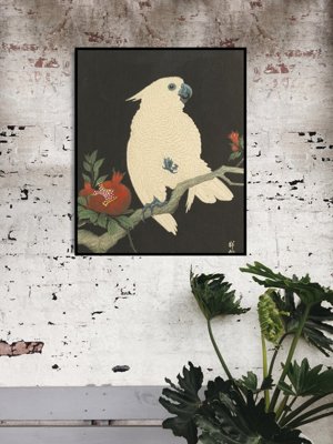 Plakát poszter Parrot Ohary Kowonból