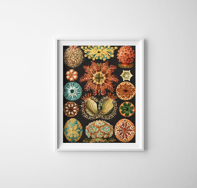 Retro poszterek Tengeri állatok nyomtatás