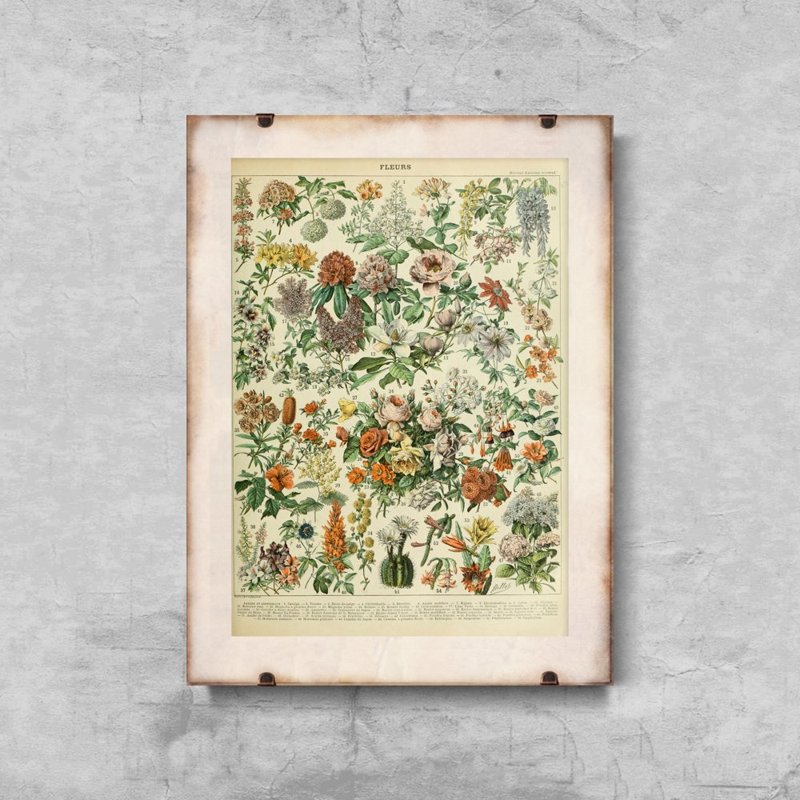 Retro poszterek Adolphe Millot Flowers