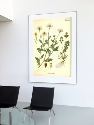 Retro poszterek Büdös botanikai kamilla