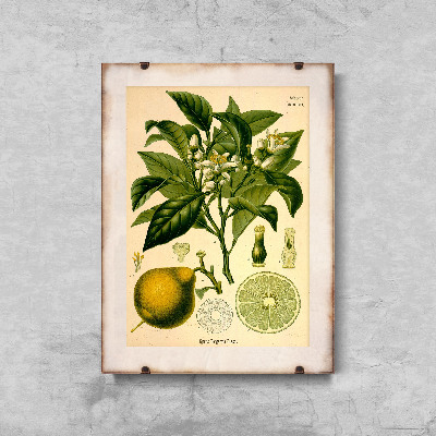 Retro poszterek Bergamot