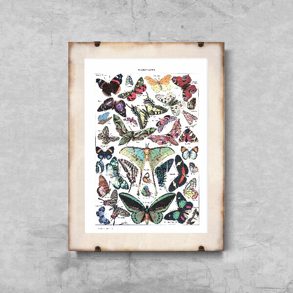 Retro poszterek Botanikus pillangó Adolphe Milllot Papillons