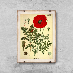 Retro poszterek Botanikus nyomtatott piros mák