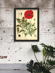 Retro poszterek Botanikus nyomtatott piros mák