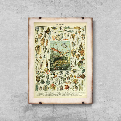 Retro poszterek Seashells Adolphe Millot