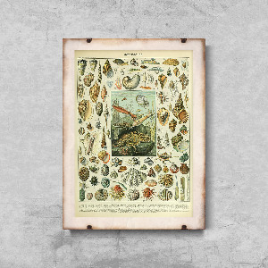 Retro poszterek Seashells Adolphe Millot