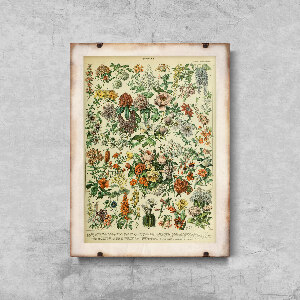 Retro poszterek Virágok Adolphe Millot