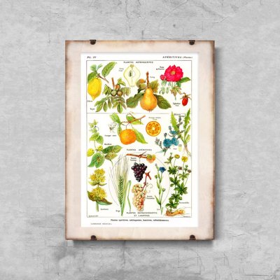 Retro poszterek Botanika Citrus Gyümölcsök