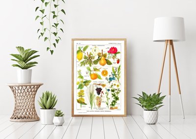 Retro poszterek Botanika Citrus Gyümölcsök