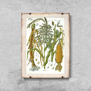 Retro poszterek Botanikai kukorica