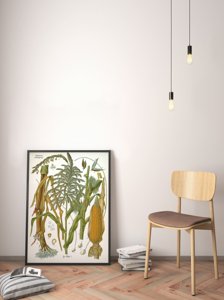 Retro poszterek Botanikai kukorica