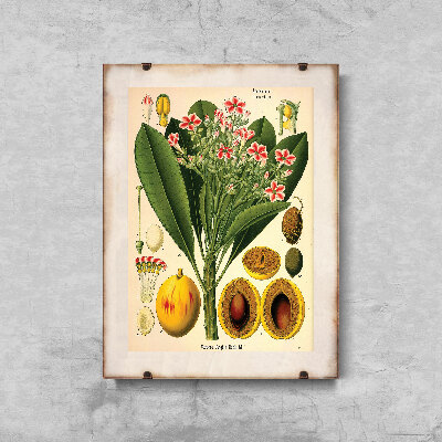 Retro poszterek Botanikus Impresszum Apocyaceae