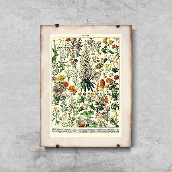 Retro poszterek Virágos nyomtatás Adolphe Millot