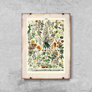 Retro poszterek Virágos nyomtatás Adolphe Millot