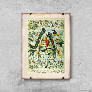 Plakát poszter Adolphe Millot Birds