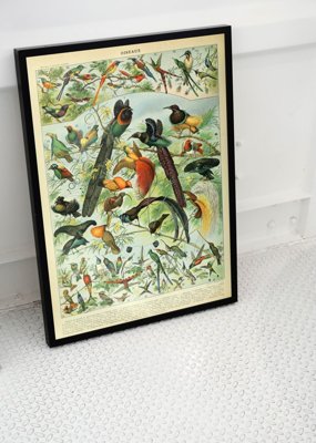 Plakát poszter Adolphe Millot Birds