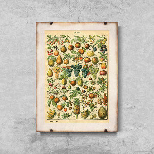 Plakát poszter Adolphe Millot Gyümölcsök