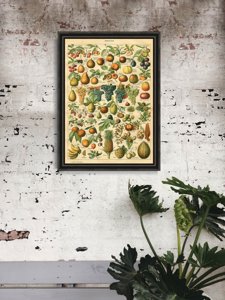 Plakát poszter Adolphe Millot Gyümölcsök