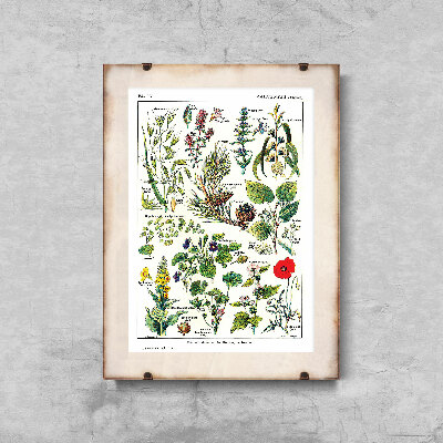 Plakát poszter Calmin Plants Science 1912