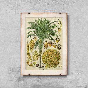 Plakát poszter Botanikai poszter kókuszpálma
