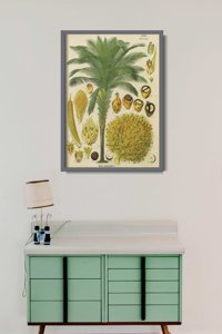 Plakát poszter Botanikai poszter kókuszpálma