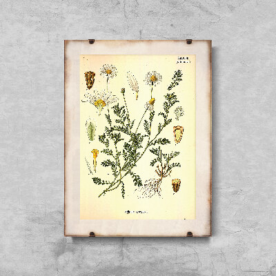Plakát poszter Anthemis arvensis