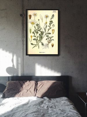 Plakát poszter Anthemis arvensis