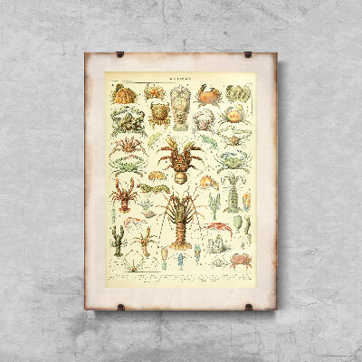 Plakát poszter 1909 Crustaces Adolphe Millot