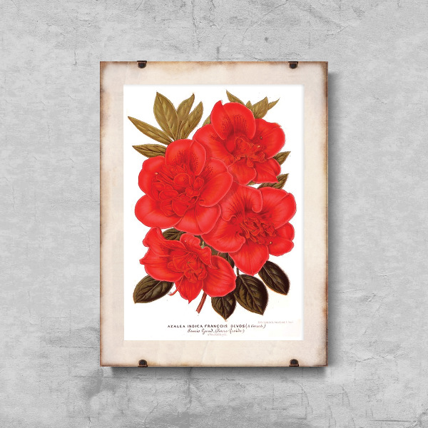 Poszter képek Rhododendron virág 1957