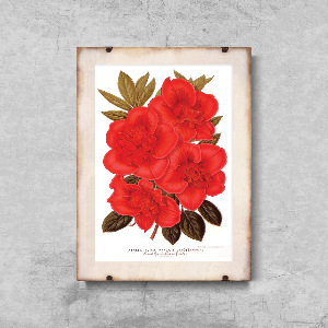Poszter képek Rhododendron virág 1957