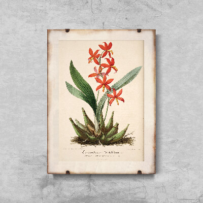 Poszter képek Virágos nyomtatás epidendrum vitellinum