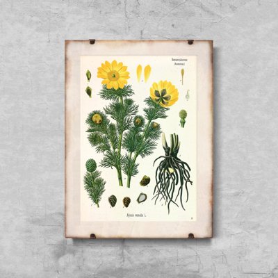 Poszter képek Adonis Vernalis Köhler