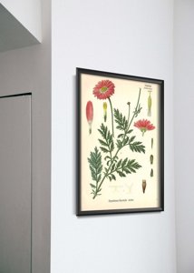 Retro plakát Botanikai nyomtatással