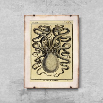 Poszter Octopus haeckel ernst
