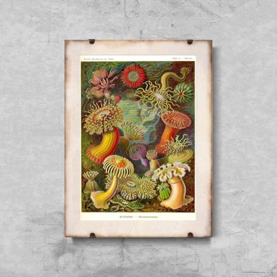 Poszter Actiniae haeckel ernst