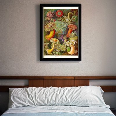 Poszter Actiniae haeckel ernst