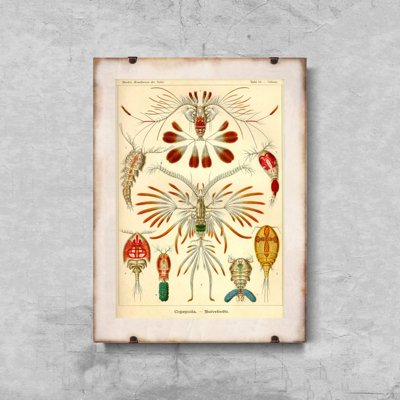 Poszter Marine COPEOD ERNST HAECKEL