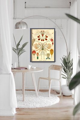 Poszter Marine COPEOD ERNST HAECKEL