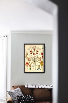 Poszter Marine COPEOD ERNST HAECKEL