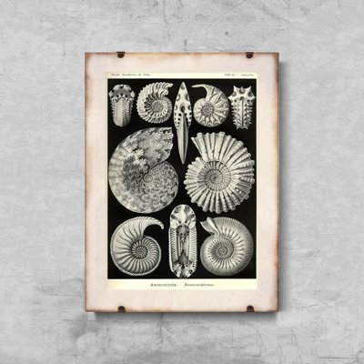 Retro poszterek Héj ernst haeckel
