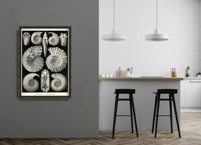 Retro poszterek Héj ernst haeckel